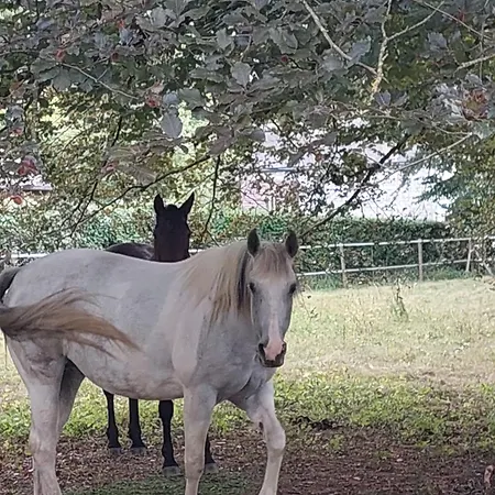 Couette-café Au Doux Chardon 4*